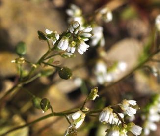 Whitlowgrass, Common