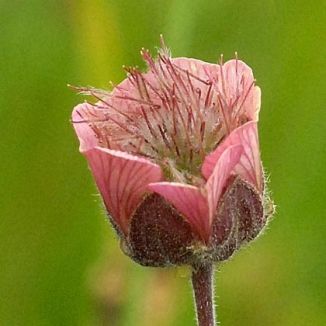 Avens, Water