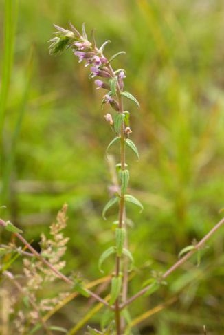 Bartsia, Red