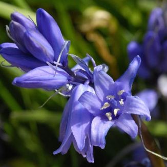 Bluebell