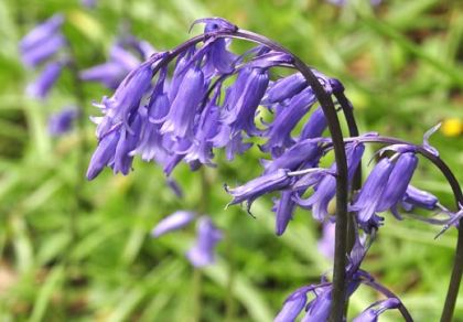 Bluebell