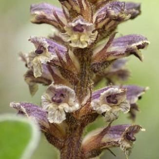 Broomrape, Common