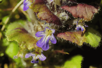 Bugle, Pyramidal