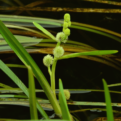 Bur-reed, Unbranched