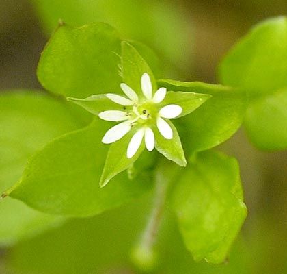 Chickweed, Common