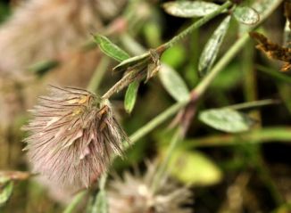 Clover, Hare's-foot