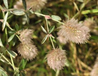 Clover, Hare's-foot