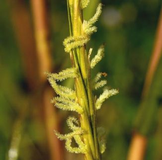 Cord-grass, Common