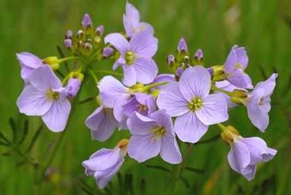 Cuckooflower