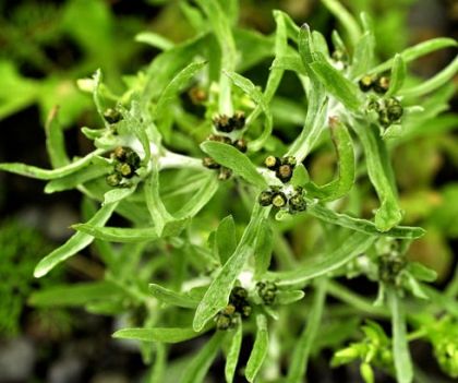 Cudweed, Marsh