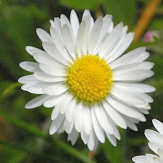 [Image: Daisy-1.jpg]