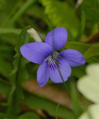 Dog-violet, Common