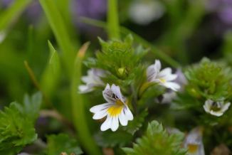 Eyebright