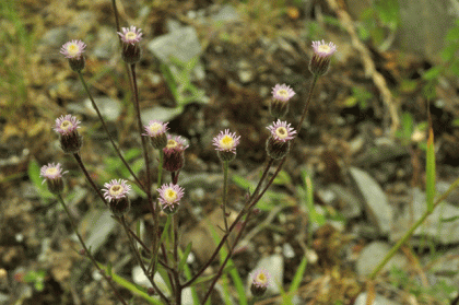 Fleabane, Blue