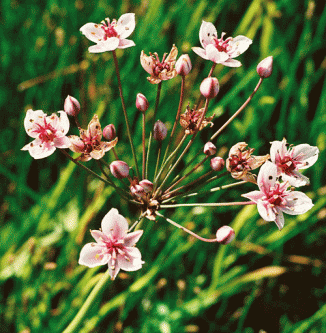 Flowering-rush