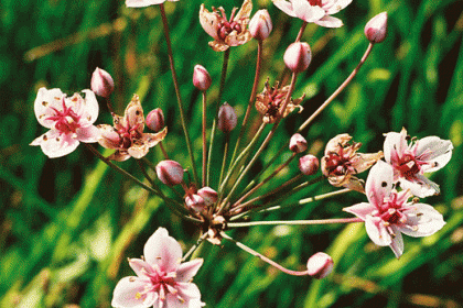 Flowering-rush