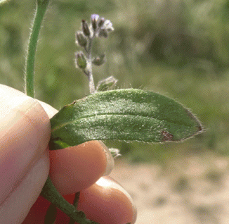 Forget-me-not, Early