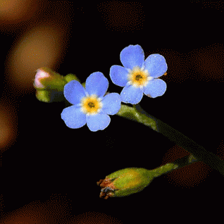 Forget-me-not, Tufted