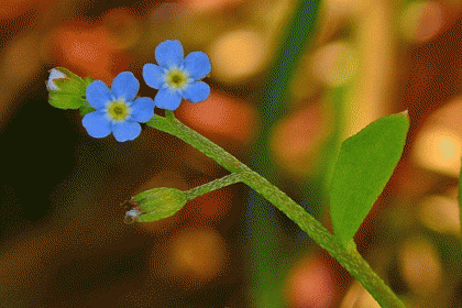 Forget-me-not, Tufted