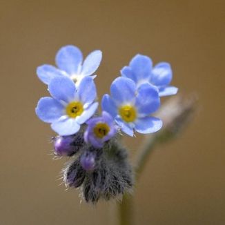 Forget-me-not, Field