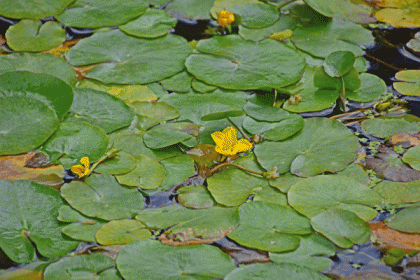 Water-lily, Fringed