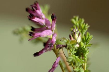 Ramping-fumitory, Common