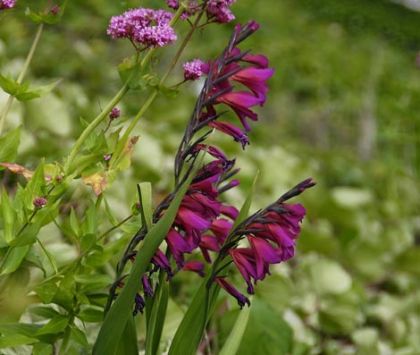 Gladiolus, Eastern