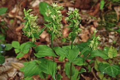 Helleborine, Green-flowered