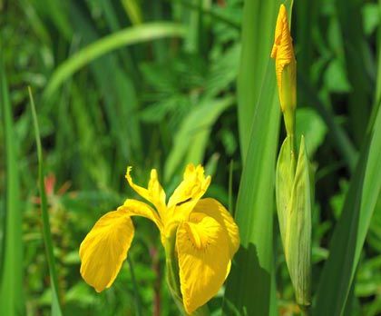 Iris, Yellow