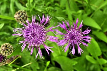 Knapweed, Greater