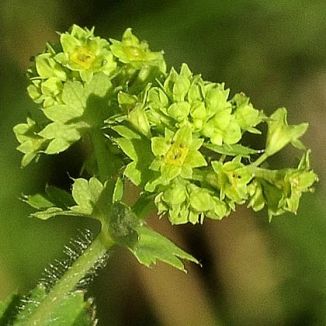 Lady's-mantle