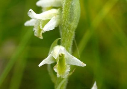 Lady's-tresses, Autumn