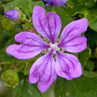 Mallow Common