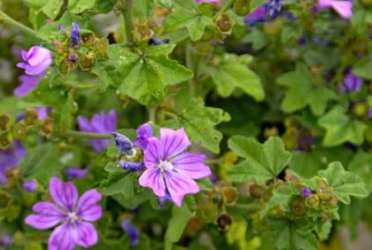 Mallow Common