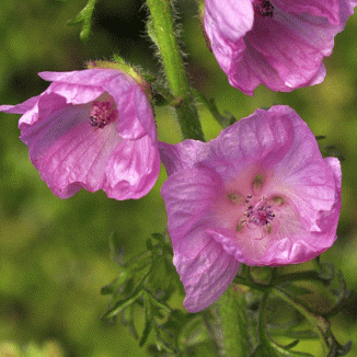 Mallow, Musk