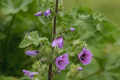 Tree-mallow