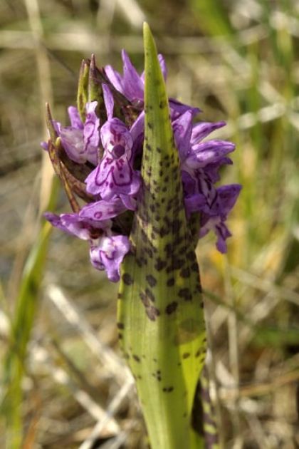 Marsh-orchid, Flecked