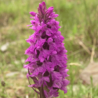 Marsh-orchid, Irish