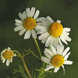 Mayweed, Scented