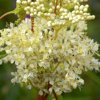 Meadowsweet