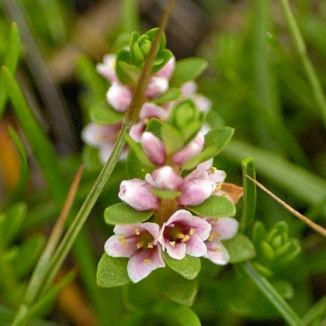 Sea-milkwort