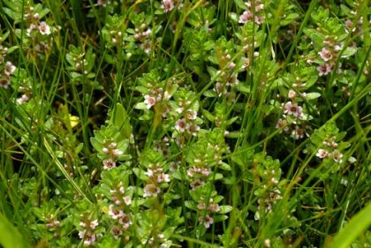 Sea-milkwort