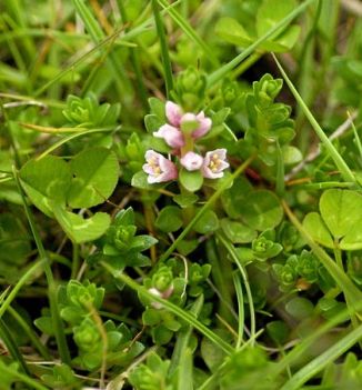 Sea-milkwort