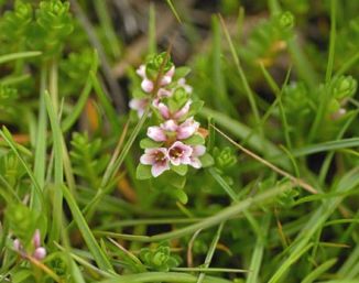 Sea-milkwort