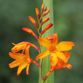 Montbretia