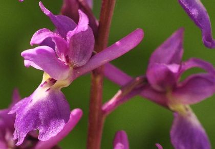 Orchid, Early-purple