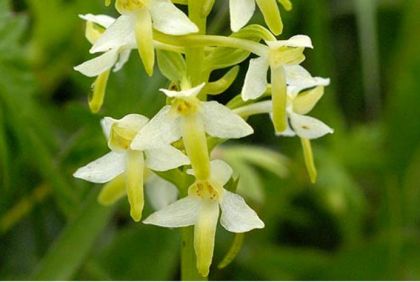 Butterfly-orchid, Lesser 