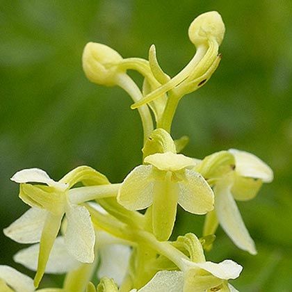 Butterfly-orchid, Lesser 