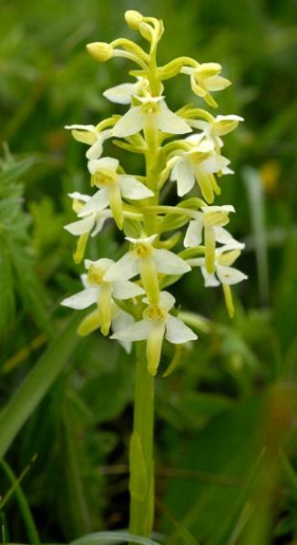 Butterfly-orchid, Lesser 