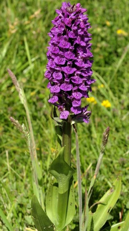 Marsh-orchid, Northern 